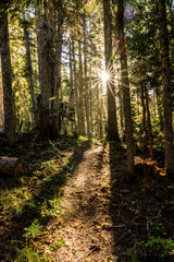 Sunburst Shines through Pine forest over dirt trail