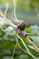 Schnecke im Garten unterwegs - Snail in the garden