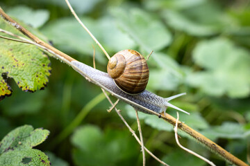 Schnecke im Garten unterwegs - Snail in the garden