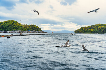 Naklejka premium Beautiful scenic view with the wooden traditional waterfront boat houses called funaya and seagulls flying above the waters of Ine Bay, in the village Ine, Japan