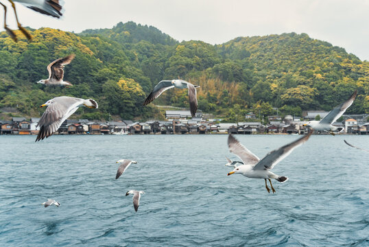 Beautiful scenic view with the wooden traditional waterfront boat houses called funaya and seagulls flying above the waters of Ine Bay, in the village Ine, Japan