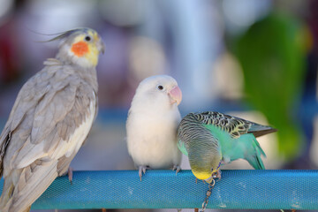 Cockatiel ​​cute small bird standing on long bar.