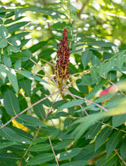 Red flower of sumac tree