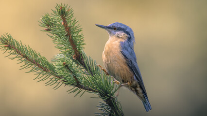 Eurasian nuthatch Bird
