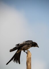 The drongos are a family, Dicruridae, of passerine birds of the Old World tropics. The 31 species in the family are placed in a single genus,