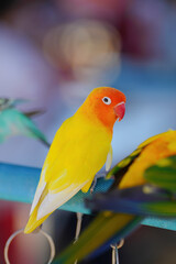yellow Lovebird parrot​​ cute small bird standing on long bar.