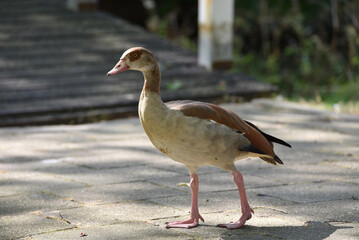 A full body shot of a single Egyptian goose, Alopochen aegyptiaca, in the city, with afternoon sun. 