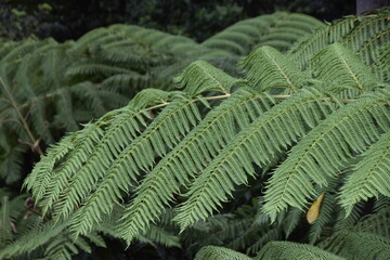 Chuva Floresta luxuriante