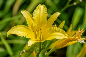 Obraz premium Yellow Daylily In Bloom In The Garden In Summer In Wisconsin