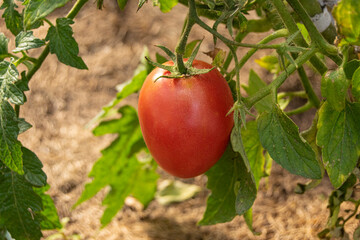 A red tomato hangs on a branch. The vegetable is ripe. Good harvest.