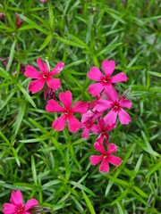 pink flowers in the garden