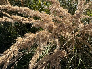 grass in the wind