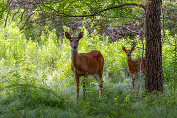 White-tailed Deer Doe And Fawn Beneath A Tree In The Woods In Summer In Wisconsin