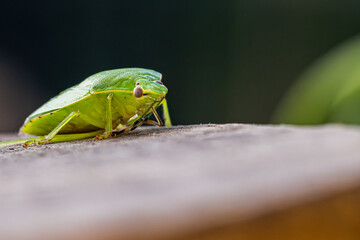 grasshopper on a leaf
