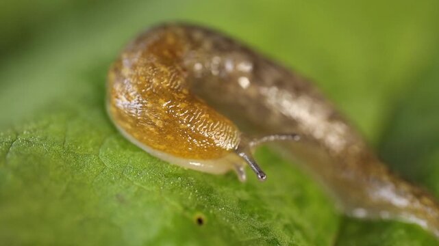 A detailed close up of a slug crawling on a vibrant green leaf. The intricate textures of the slugs body and the leafs surface are clearly visible