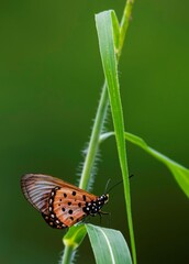 Acraea igola butterfly on a plant branch in Africa close up