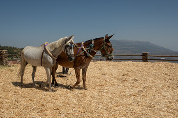 The farmer fanning wheat separating the wheat from the chaff, horse background