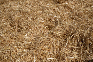 Top view of haystacks in rice field. Rice straw that has dried on the ground. Rice mill solid waste
