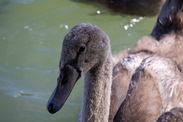 swan and cygnets