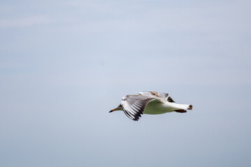 seagull in flight