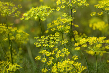 Flowering dill growing in a hobby garden