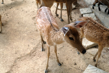 little deer at the farm
