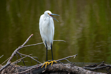 great white heron