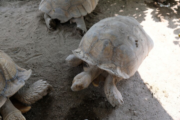big turtles on the ground