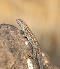 A small, brown, common side-blotched lizard (Uta stansburiana) resting on a brown rock in the Arizona desert. 