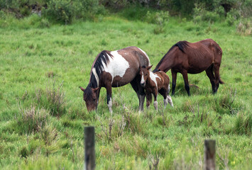Fototapeta premium mare and foal