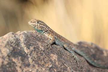 Close-up of a common side-blotched lizard (Uta stansburiana) with its blue-throat visible as it rests on a rock in the morning desert sun.