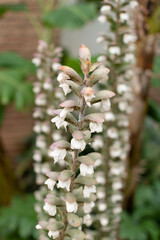 Acanto - Acanthus mollis L.
