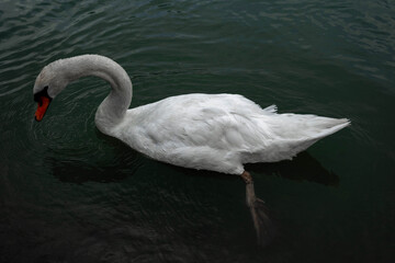 Cigno in un fiume in Italia