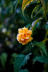 Fiore dopo il temporale illuminato dal sole