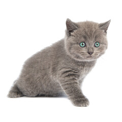 Gray Scottish Fold Cat sits on white background . A playful kitten.