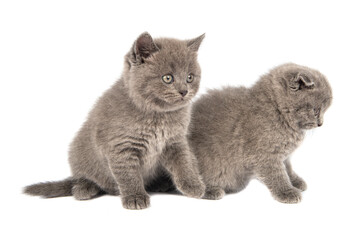 Gray Scottish Fold Cat sits on white background . A playful kitten.