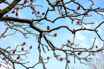 red dried flowers on a branch under blue sky