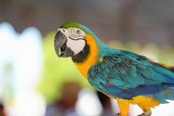 blue and yellow macaw parrot bird standing on long bar.