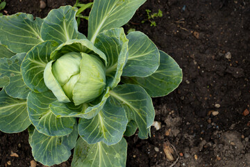 cabbage in the garden