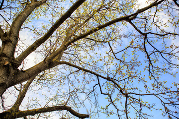 tree branches against sky