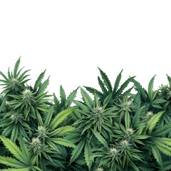 Marihuana, hemp leaf background isolated on white