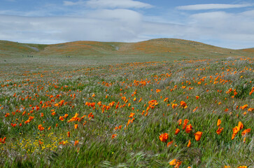 field of poppies