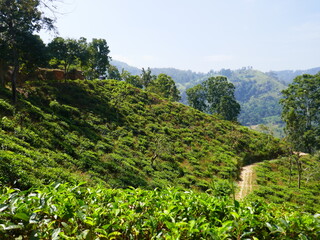 Obraz premium Ella au Sri Lanka