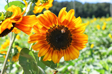 Autumn Beauty orange sunflower with a honeybee bee on it growing in a sunflower field