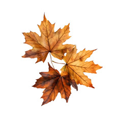 Fototapeta premium maple leaf isolated on white