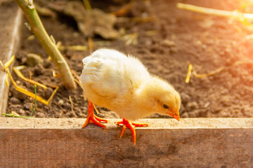 a small yellow chicken on a piece of wood in a rural garden