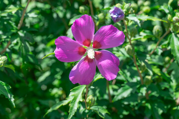 Purple flowers of hibiscus syriacus blooming in botanical garden. Deciduous shrub of malvaceae family blossom with large five petal inflorescences. Korean rose of sharon grow in park. Flowering plant.