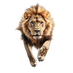 Obraz premium Majestic Lion Pouncing Forcefully on Plain White Background transparent png