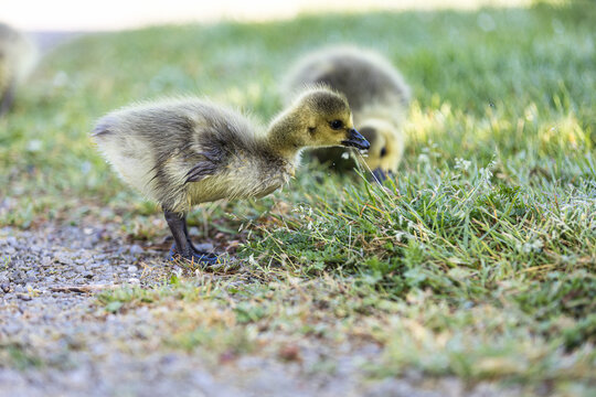 Zei Nilgans G&auml;nschen am Wegesrand auf Futtersuche