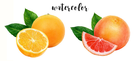 A beautiful and artistic watercolor illustration featuring vibrant Orange and Grapefruit with Leaves